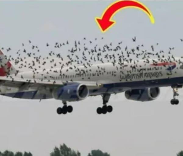 Pilot i wszyscy pasażerowie byli w szoku, gdy dowiedzieli się o prawdziwej przyczynie lotu ptaków obok samolotu.