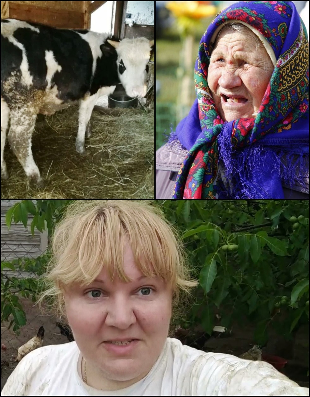 Timp de un an și jumătate am ajutat-o pe soacră să hrănească vițelul, iar toamna a venit fratele soțului și a luat toată carnea pentru el.